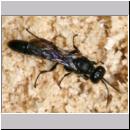 Trypoxylon sp - Grabwespe 01a 9-10mm.jpg